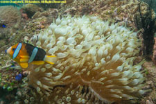 club anemone